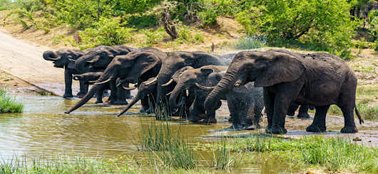 Wann kommen die Elefanten aus Botswana?